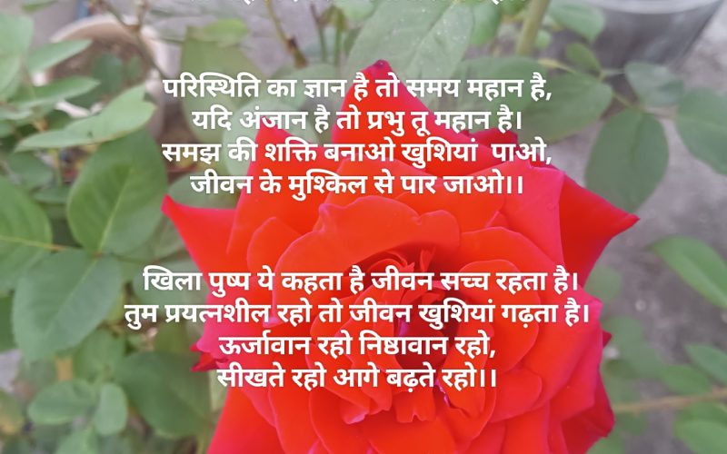 ताजा गुलाब