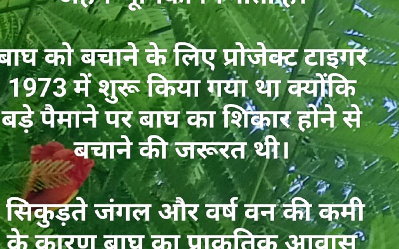 अंतर्राष्ट्रीय बाघ दिवस