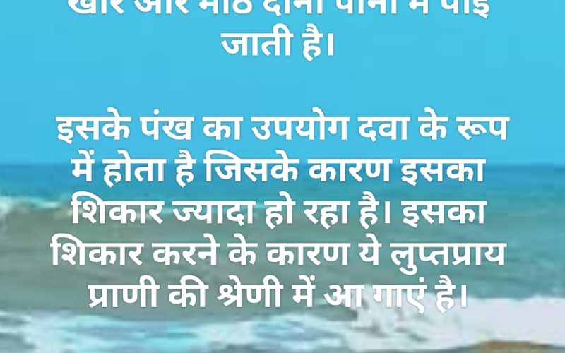अंतर्राष्ट्रीय शार्क जागरुकता दिवस