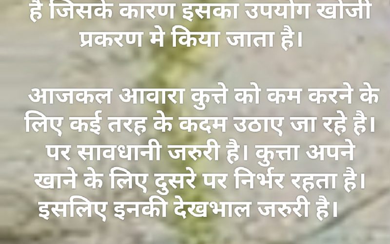 राष्ट्रीय कुत्ता दिवस