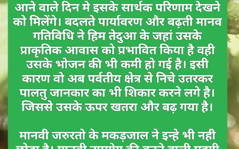 अंतर्राराष्ट्रीय हिम तेंदुआ दिवस